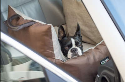 AUTOSITZ DOG DRIVERS FOR WINDOWS AUTOSITZ DOG DRIVERS FOR WINDOWS